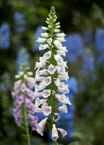 Foxglove in the Conservatory