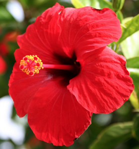 Hibiscus rosa-sinensis