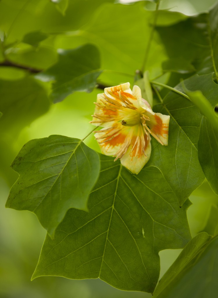 Tulip Tree