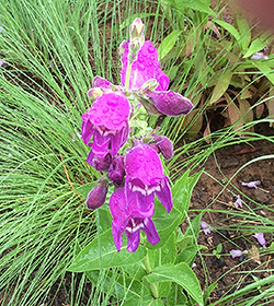 The flowers of Penstemon cobaea var. purpurea are much larger than those of the other beard-tongues in the Native Plant Garden