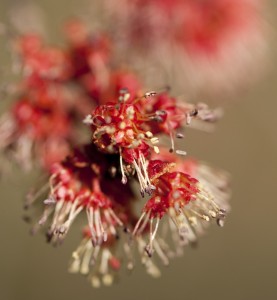 Acer rubrum (red maple) –  early spring flowers