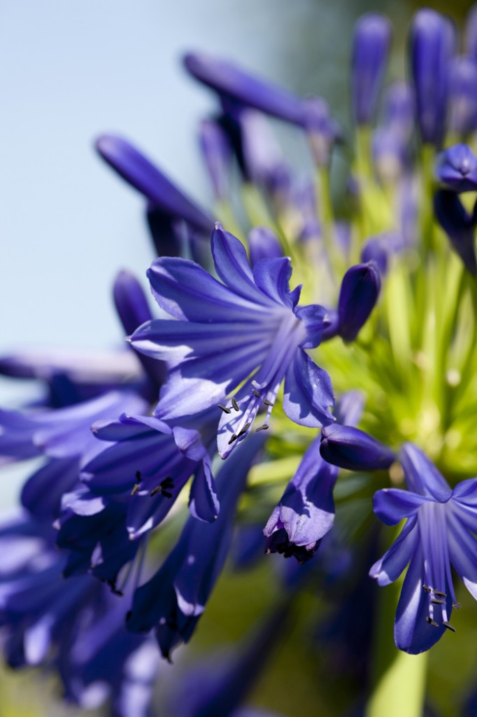 Agapanthus 'Storm Cloud'