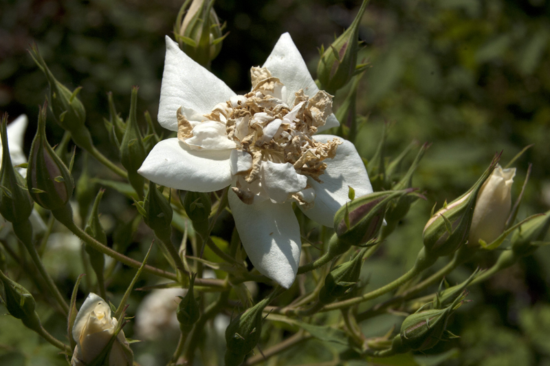 The "multi-petalled" version of the Musk rose, also known locally as "Crenshaw Musk." The crimped, burnt-looking petals at its center are the key to identifying this rose.