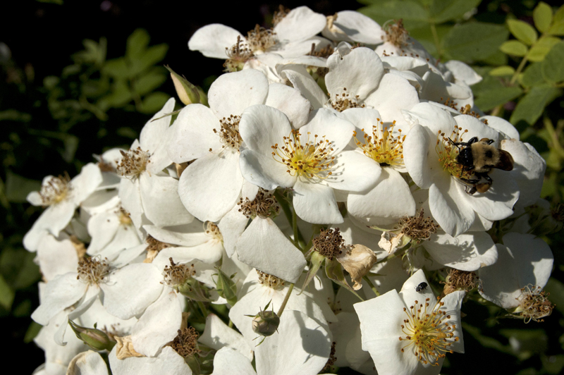 Known locally as "Elmwood Single Musk," this richly scented species attracts bees.