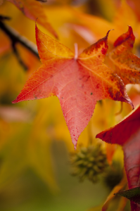 Sweetgum (Liquidambar styraciflua)  –  fall color