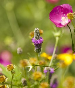 The Native Plant Garden