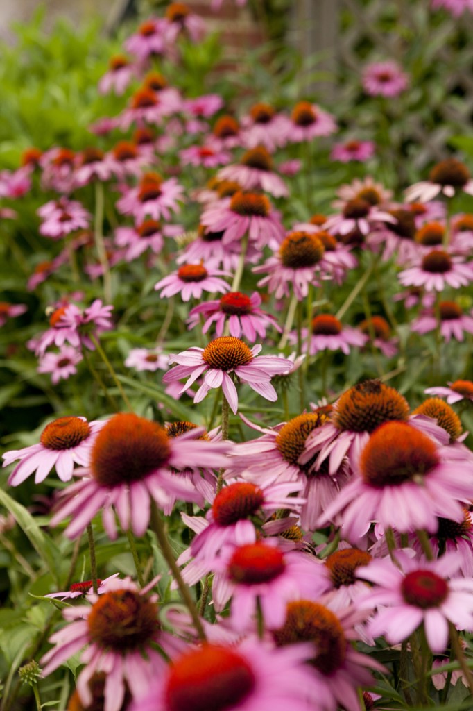 Coneflowers