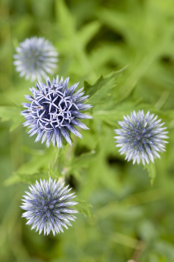 Echinops