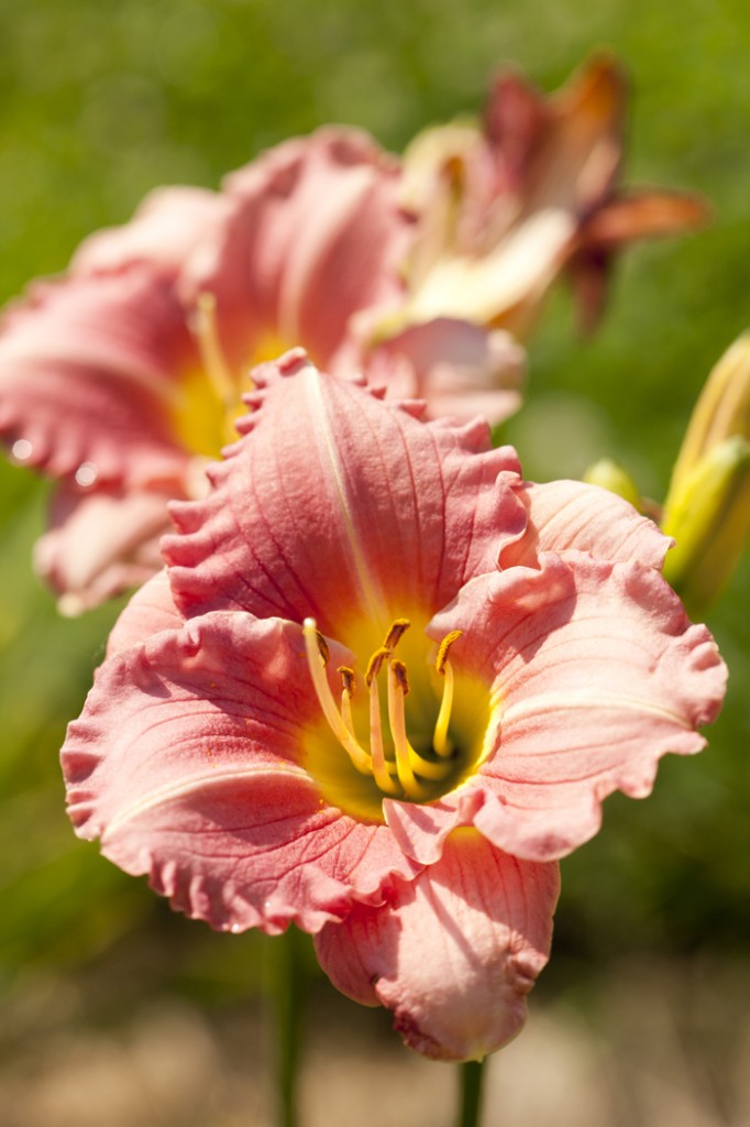 Hemerocallis 'Role Model'