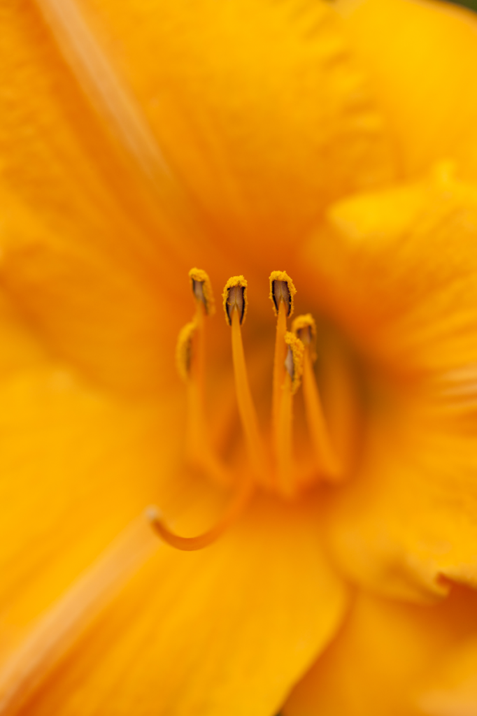 Hemerocallis 'Viracocha'