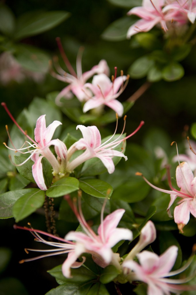 Rhododendron 'Lady Barbara'