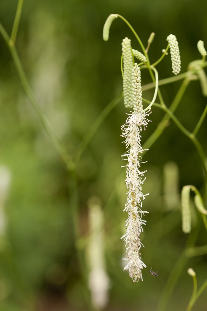 Sanguisorba tenuifolia