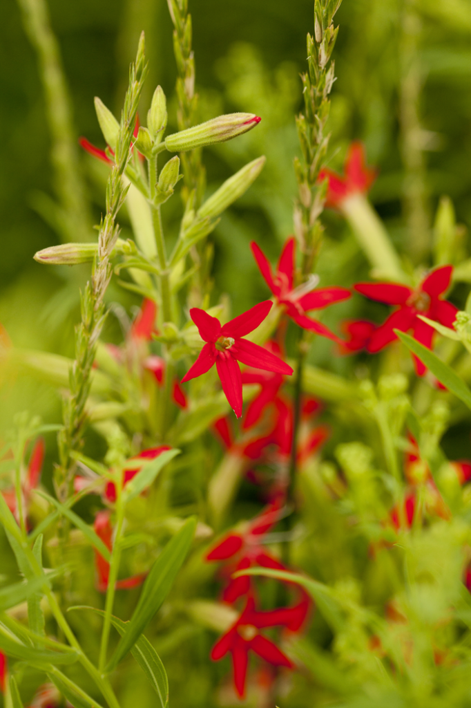 Silene virginica