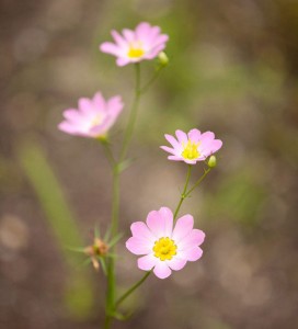 Plymouth Gentian (Sabatia kennedyana)