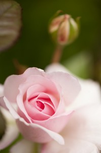 Shrub rose 'Alexandra, Princesse de Luxembourg'