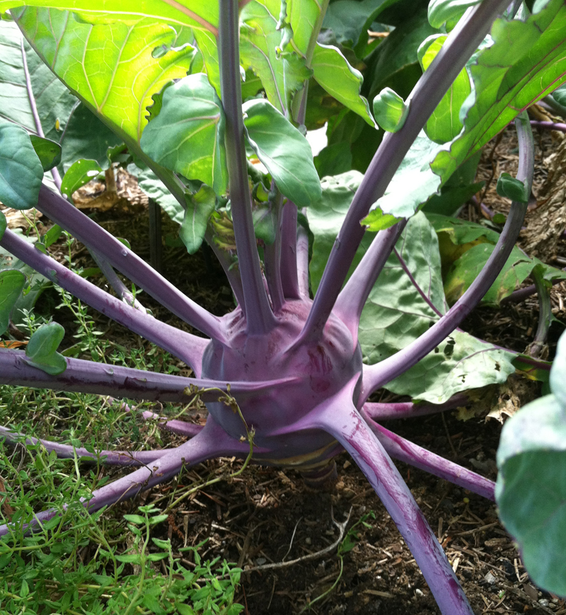 Kool Kohlrabi - Plant Talk - New York Botanical Garden