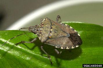 David R. Lance, USDA APHIS PPQ, Bugwood.org Brown marmorated stink bug Halyomorpha halys Adult