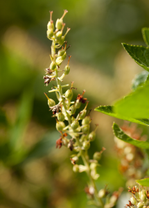 Clethra alnifolia 'Hummingbird'