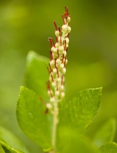 Clethra alnifolia 'Ruby Spice'