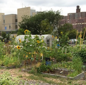 New Roots Community Garden