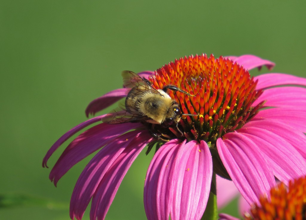 Bumblebee and coneflower