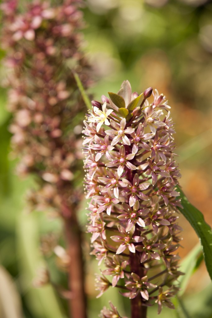 Eucomis pallidiflora