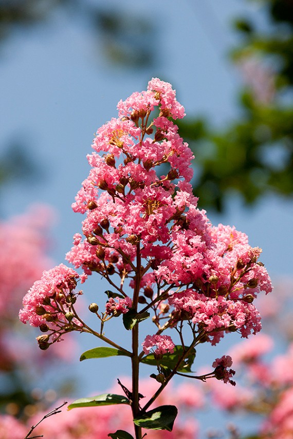 crape-myrtle lagerstroemia choctaw