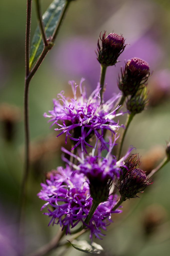 Vernonia noveboracensis