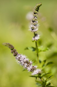 Mentha spicata