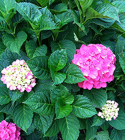 Hydrangeas of Every Hue