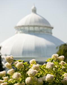 The NYBG Weekend
