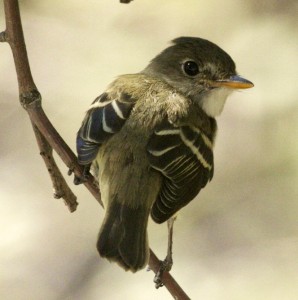 Least flycatcher