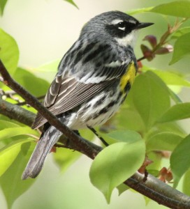 Yellow-rumped warbler