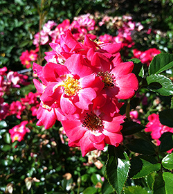 Crimson Meidiland rose rosa