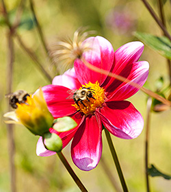 bee pollinator home gardening center flower