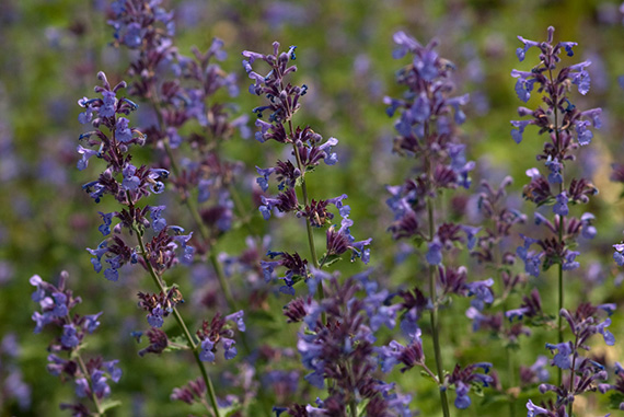 Nepeta racemosa