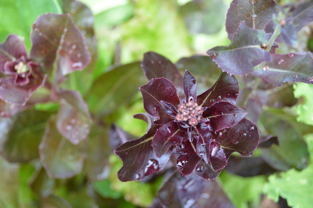 ‘Redina’ red leaf lettuce bolts in the heat of summer, setting flowers and then seed to save.