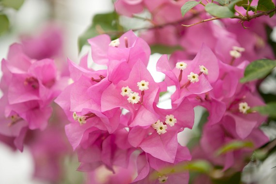 Bougainvillea-'James-Walker'