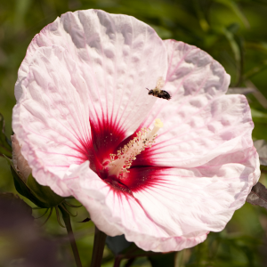 Hibiscus 'Kopper King'