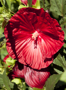 Hibiscus Summerific™ 'Cranberry Crush'