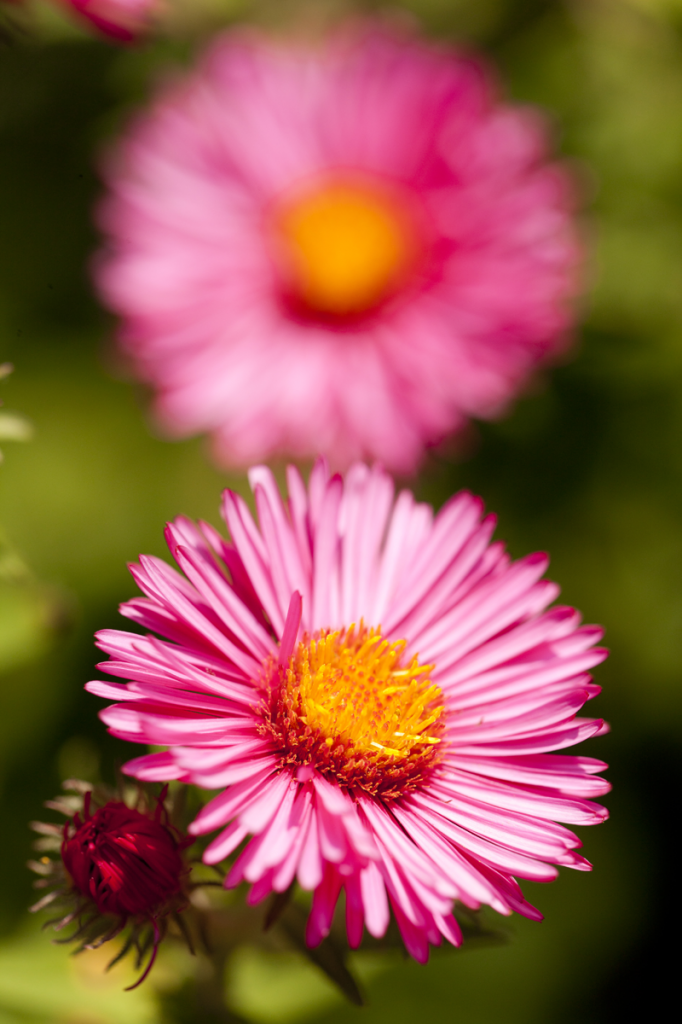 Symphyotrichum novae-angliae 'Andenken an Alma Potschke'