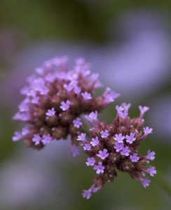 Verbena bonariensis