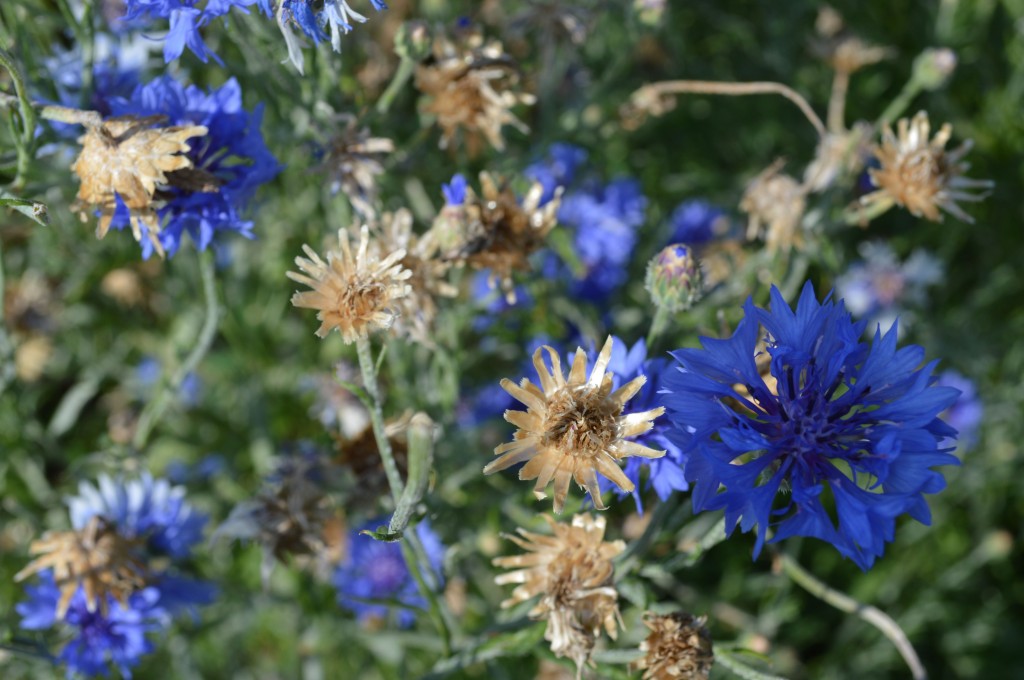 The seedheads of Bachelor’s Buttons dry right on the plant and drop seed in my garden plot, reappearing anew each year in late spring with little effort on my part.