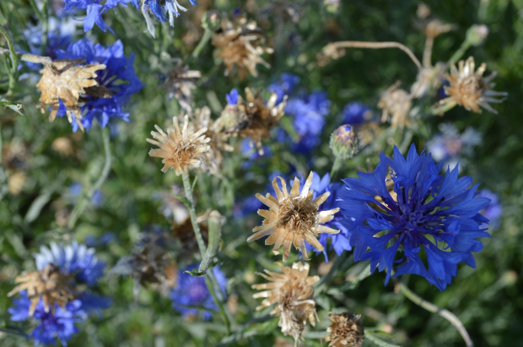 The seedheads of Bachelor’s Buttons dry right on the plant and drop seed in my garden plot, reappearing anew each year in late spring with little effort on my part. 