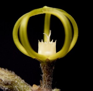 A stick plant flower