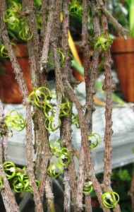 The stick plant (Cynanchum marnierianum) in bloom