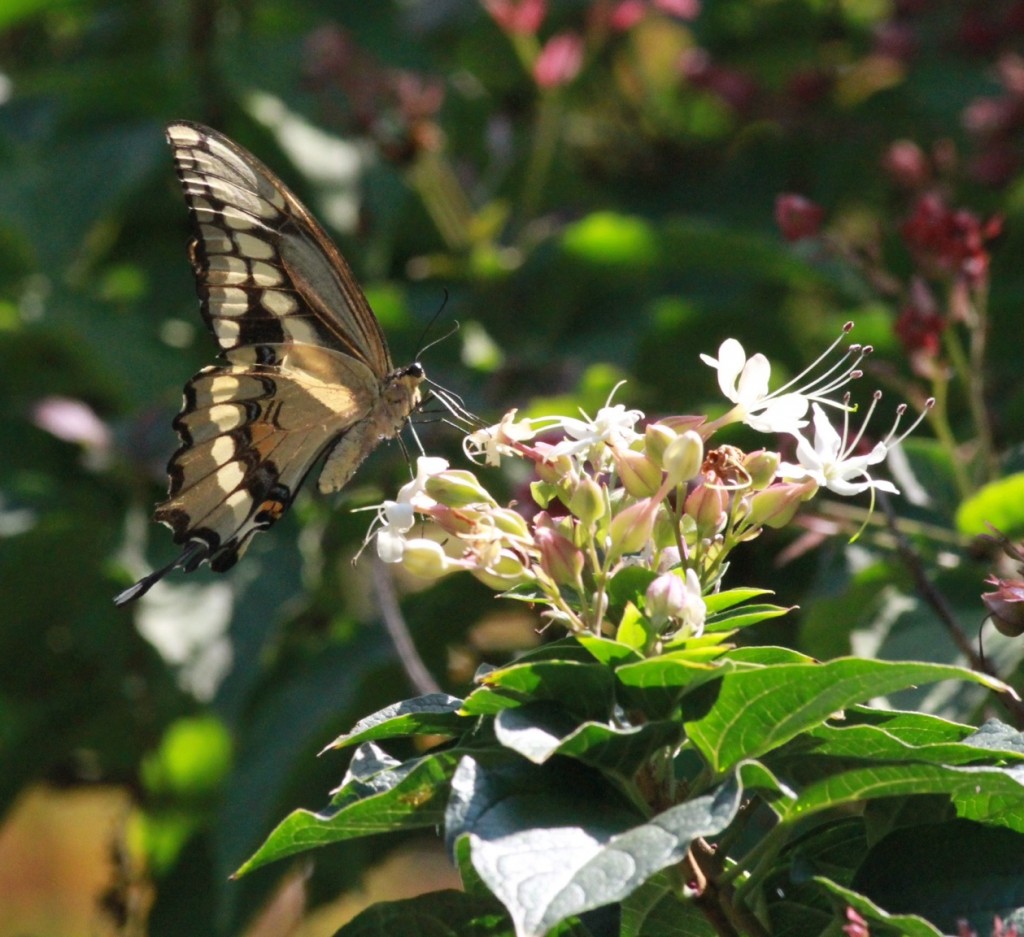 Giant Swallowtail