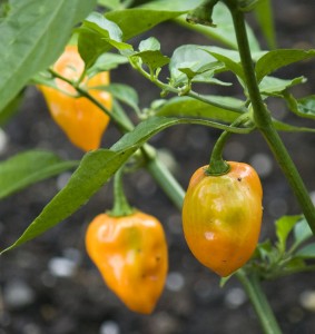 Habaneros