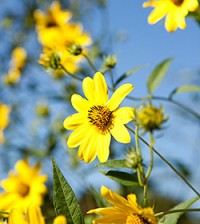 helianthus divaricatus