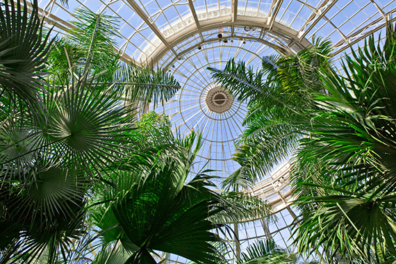 Palm Dome NYBG